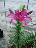 [1693 PurpleDiamond DJ No02.JPG]